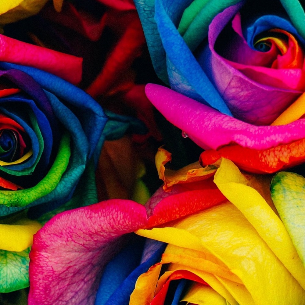 Meet your Posher, Patrina